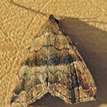 Hipoepa fractalis